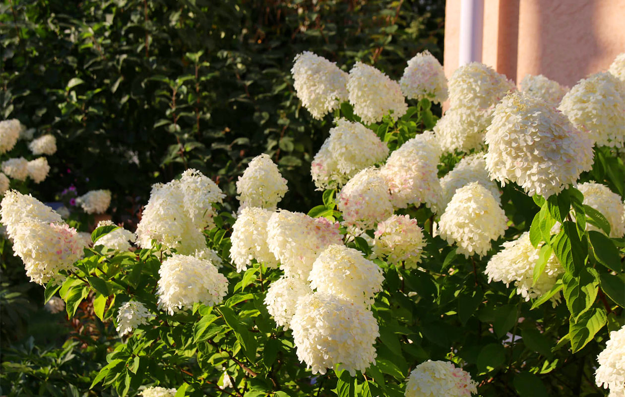 Set van 4 Hortensia mix planten 30 - 38 cm