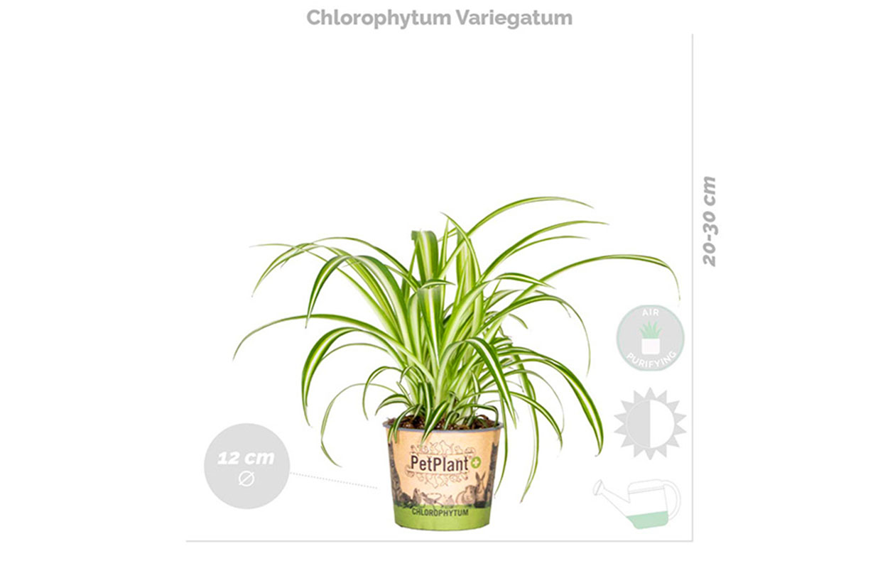 Set van 4 luchtzuiverende kamerplanten 25 - 45 cm