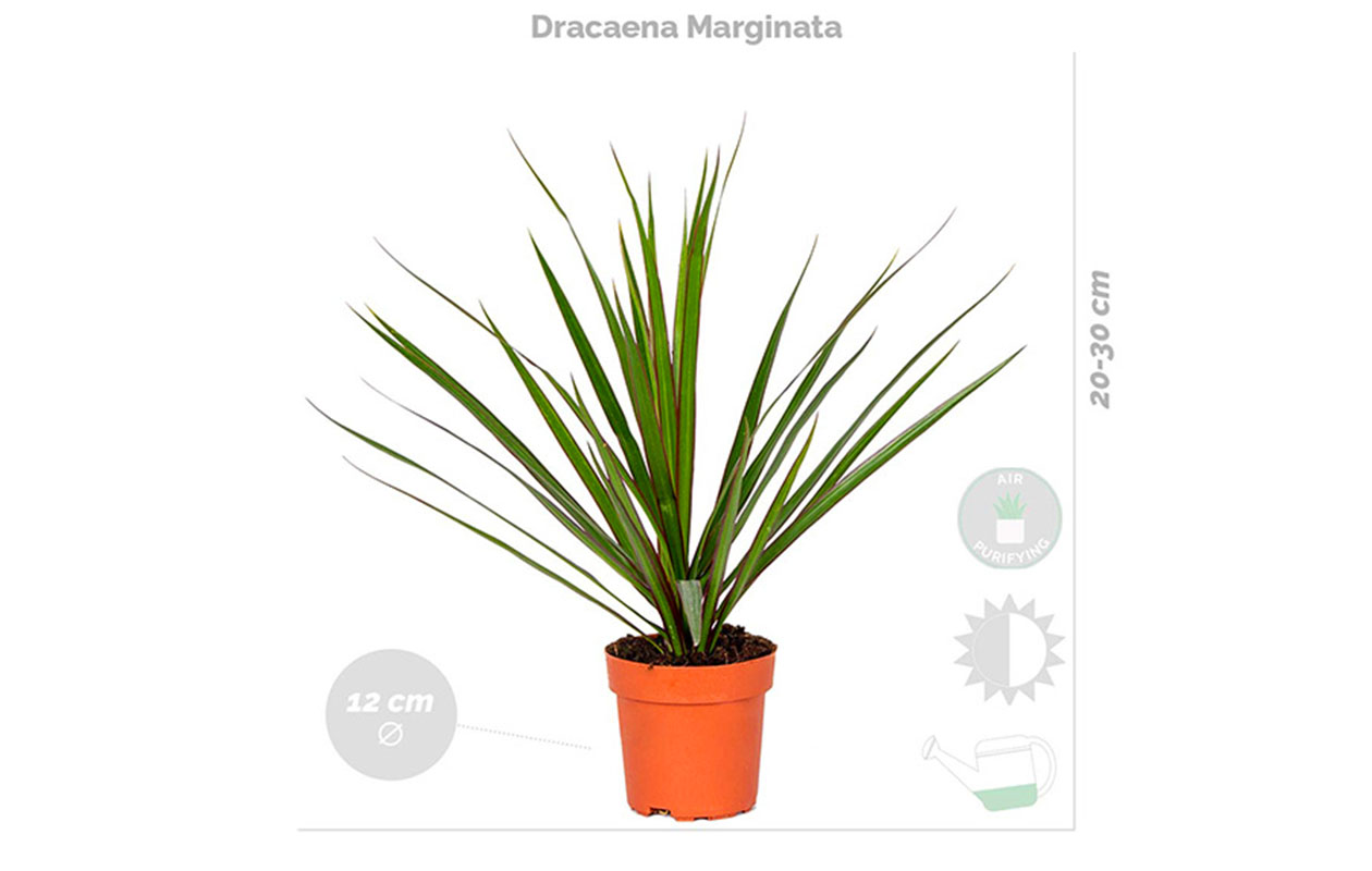 Set van 4 luchtzuiverende kamerplanten 25 - 45 cm