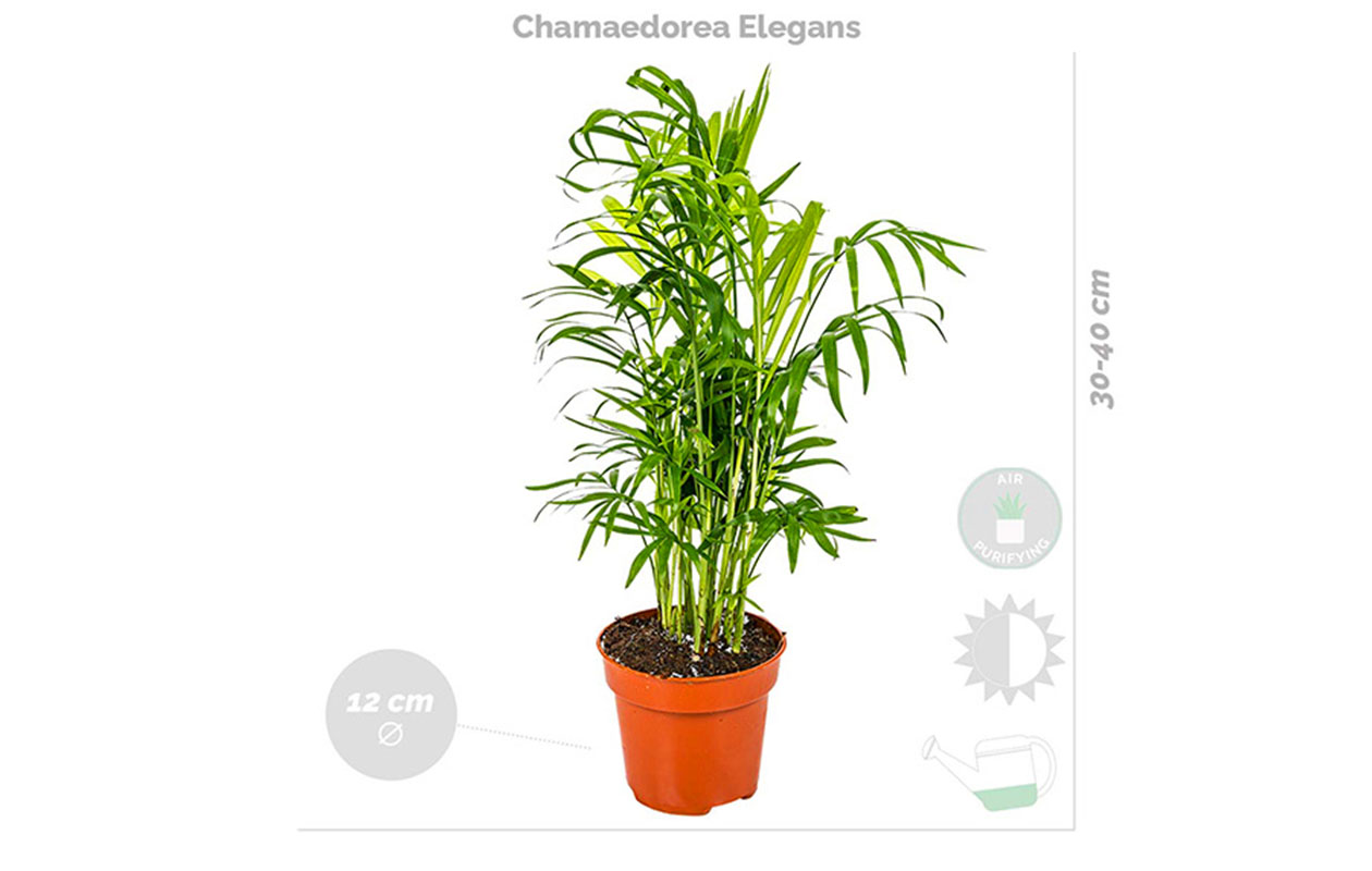 Set van 4 luchtzuiverende kamerplanten 25 - 45 cm