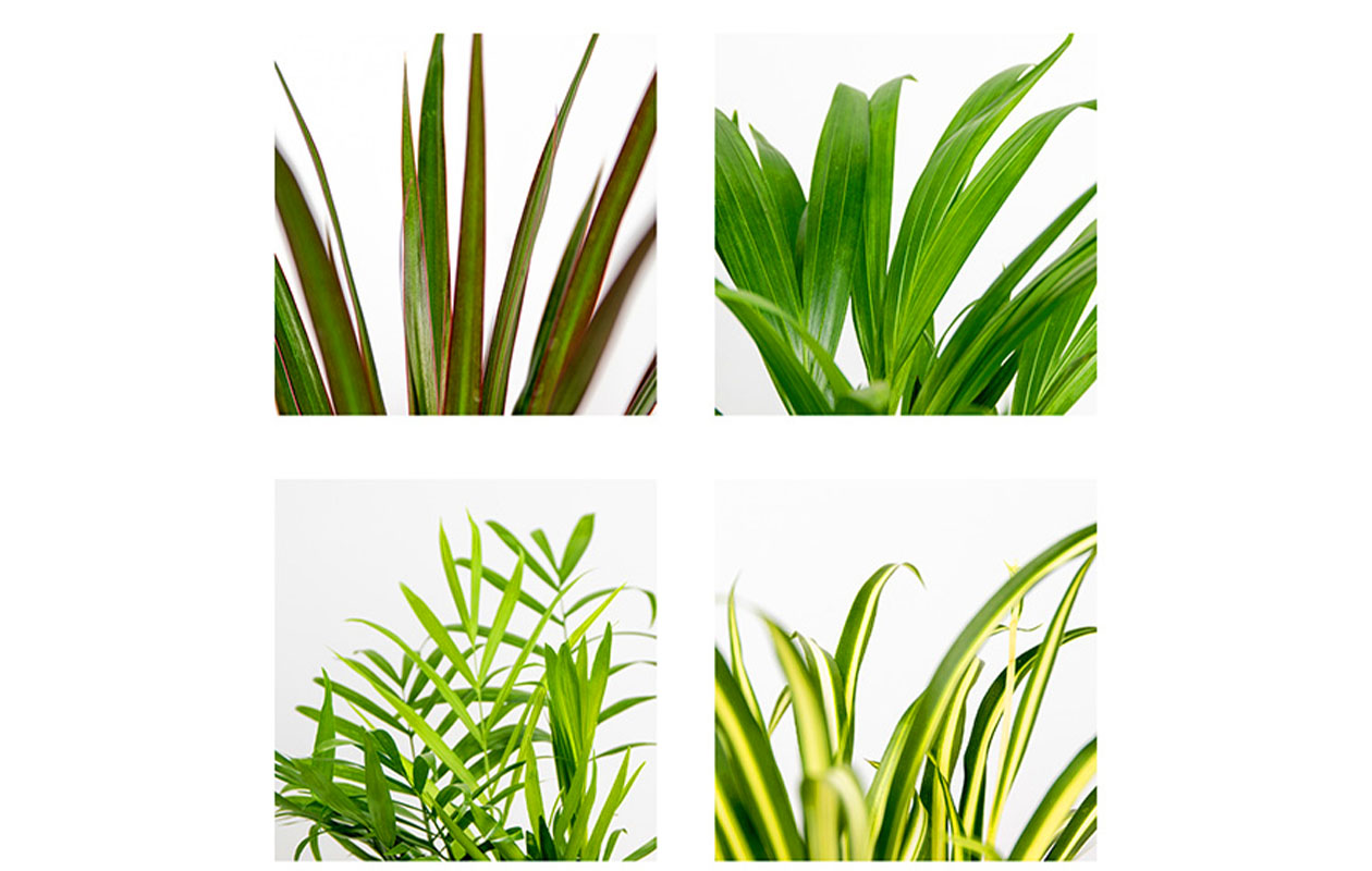 Set van 4 luchtzuiverende kamerplanten 25 - 45 cm