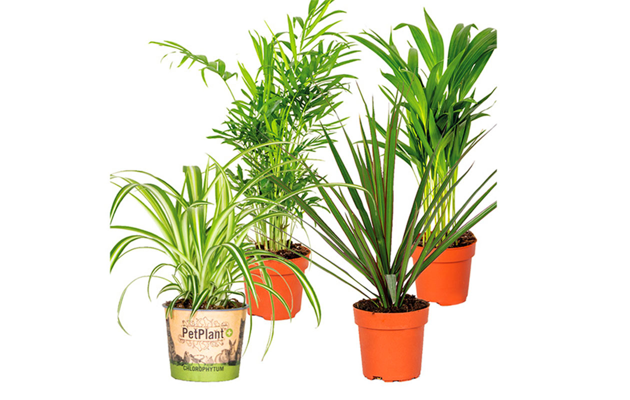 Set van 4 luchtzuiverende kamerplanten 25 - 45 cm