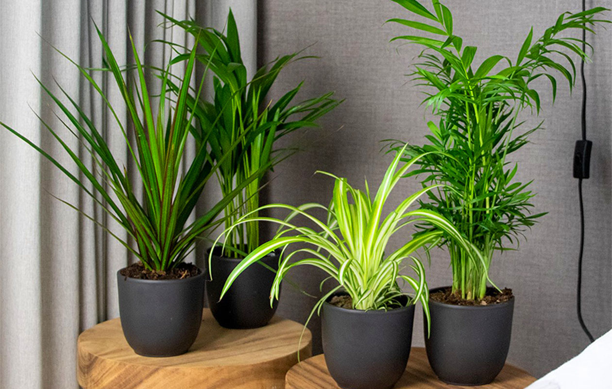 Set van 4 luchtzuiverende kamerplanten 25 - 45 cm