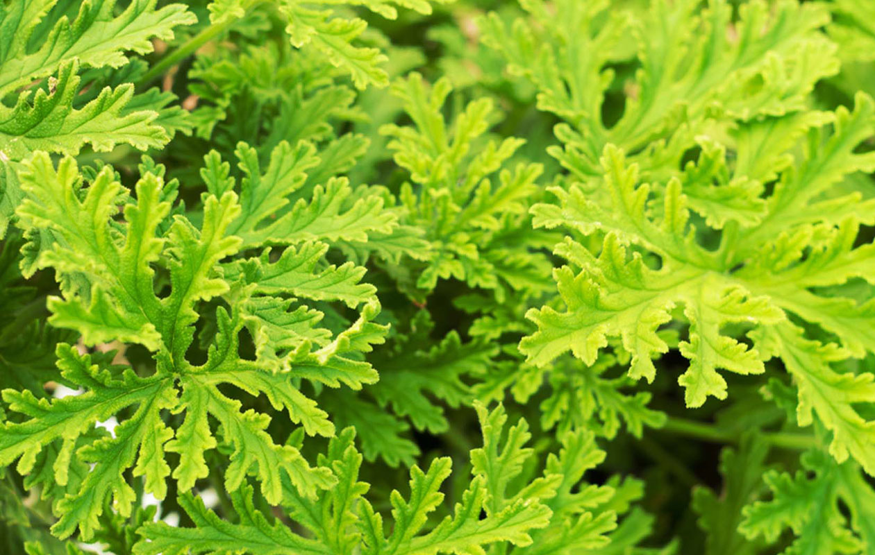 Set van 3 Pelargonium Graveolens - Anti-muggen (15 - 20 cm)