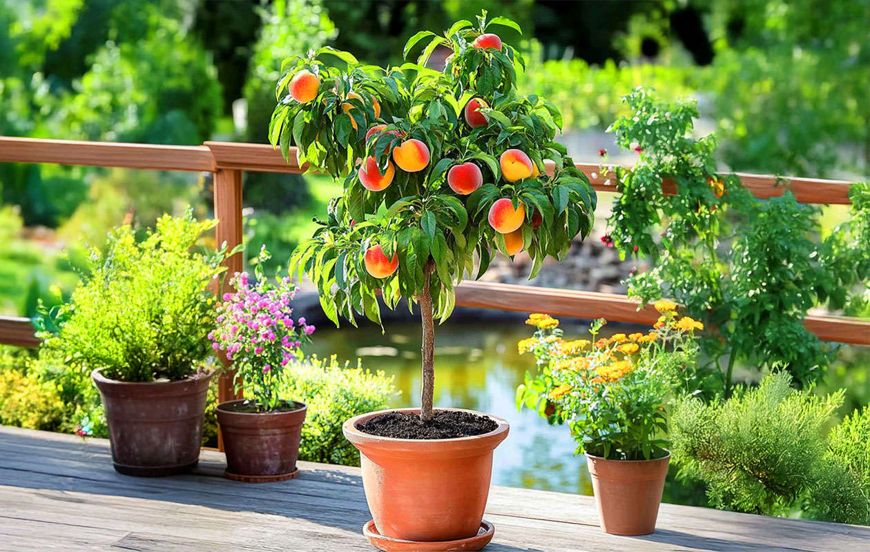 Prunus Persica Dwergperzikboom (65 - 75 cm)