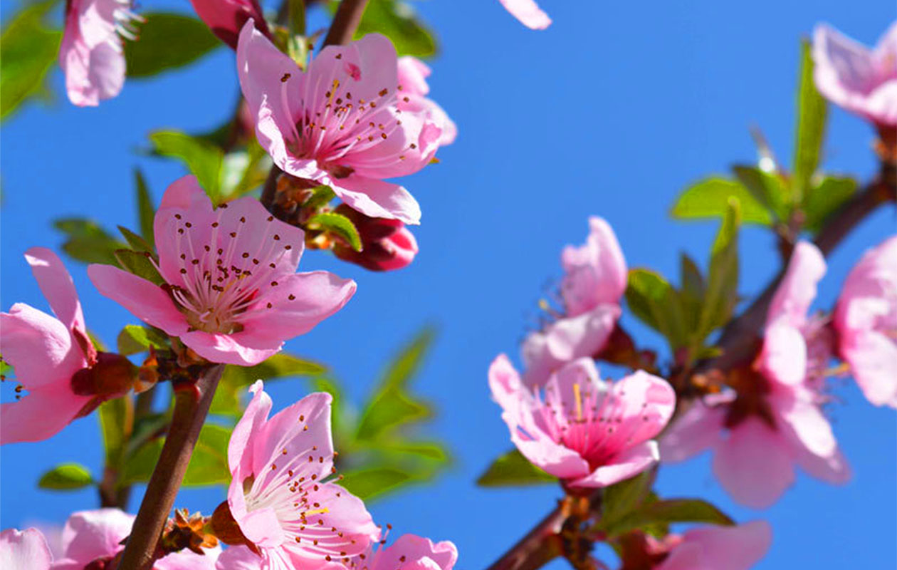 Prunus Persica Dwergperzikboom (65 - 75 cm)