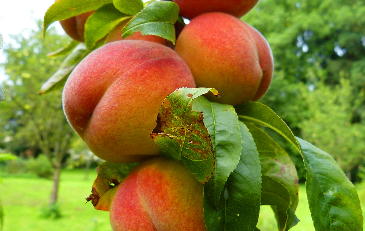 Prunus Persica Dwergperzikboom (65 - 75 cm)