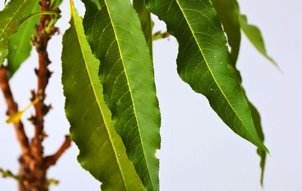 Prunus Persica Dwergperzikboom (65 - 75 cm)