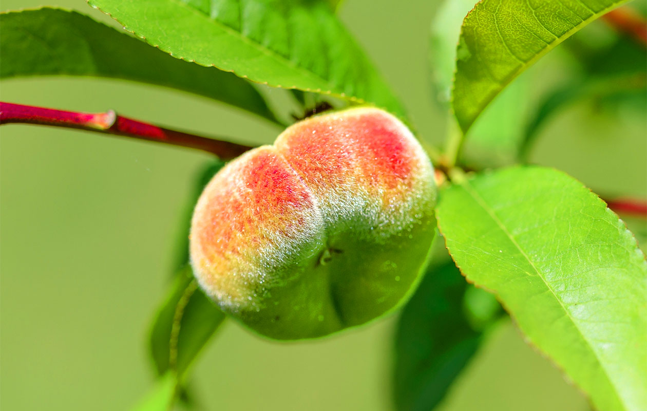 Prunus Persica Dwergperzikboom (65 - 75 cm)