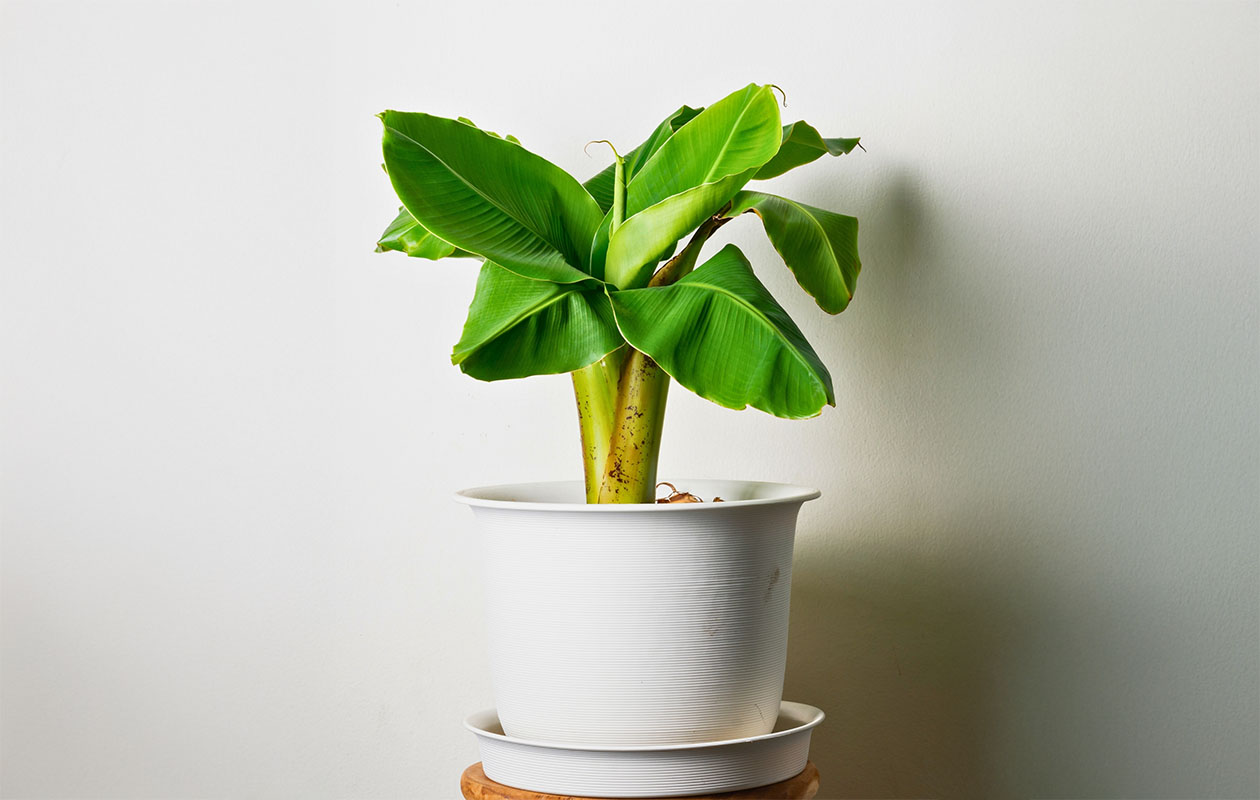 Set van 3 Winterharde Bananenplanten (25 - 40 cm)