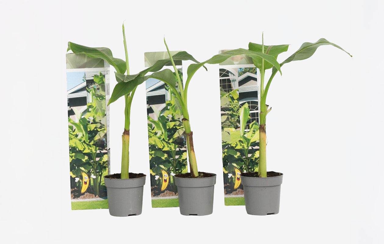 Set van 3 Winterharde Bananenplanten (25 - 40 cm)