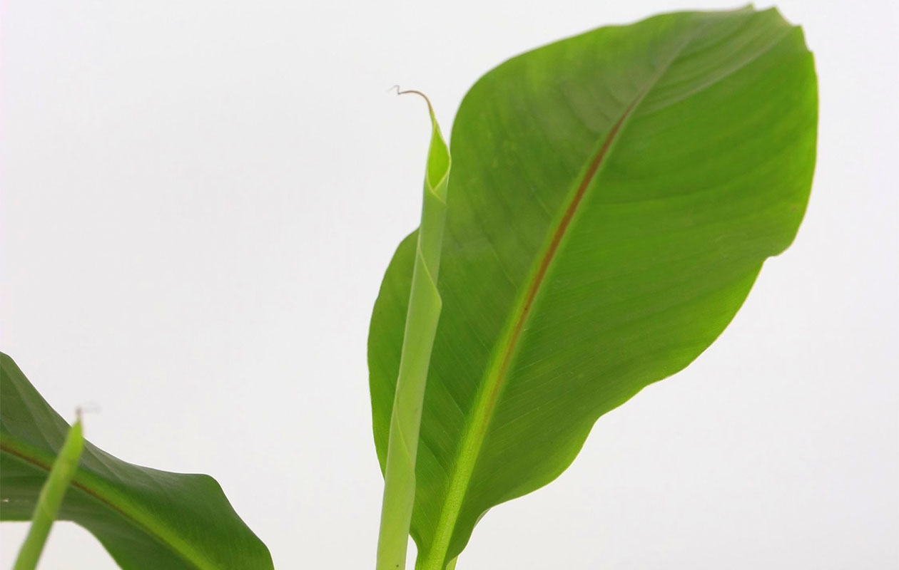 Set van 3 Winterharde Bananenplanten (25 - 40 cm)