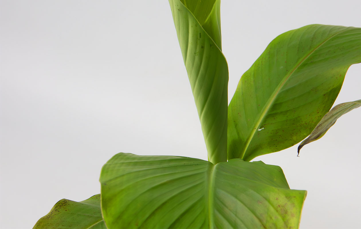 Set van 3 Winterharde Bananenplanten (25 - 40 cm)