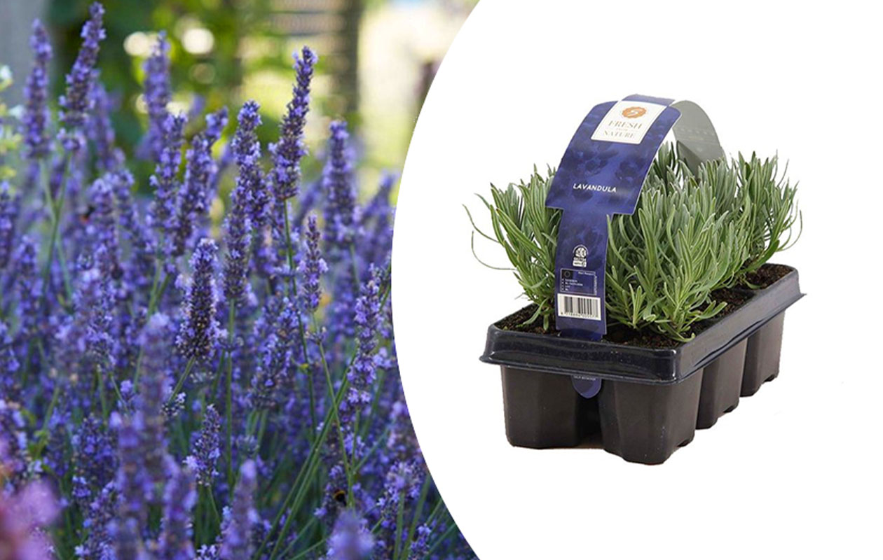 Set van 6 winterharde lavendel planten