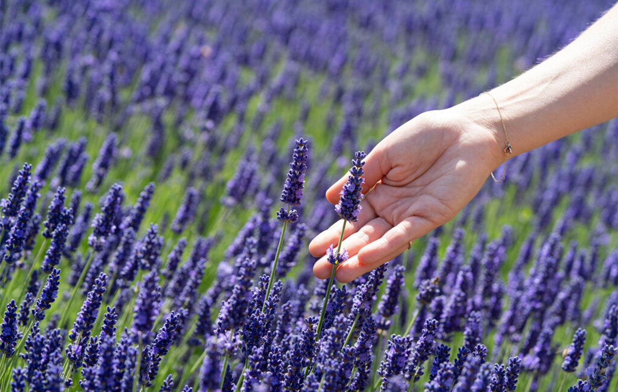 Set van 6 winterharde lavendel planten