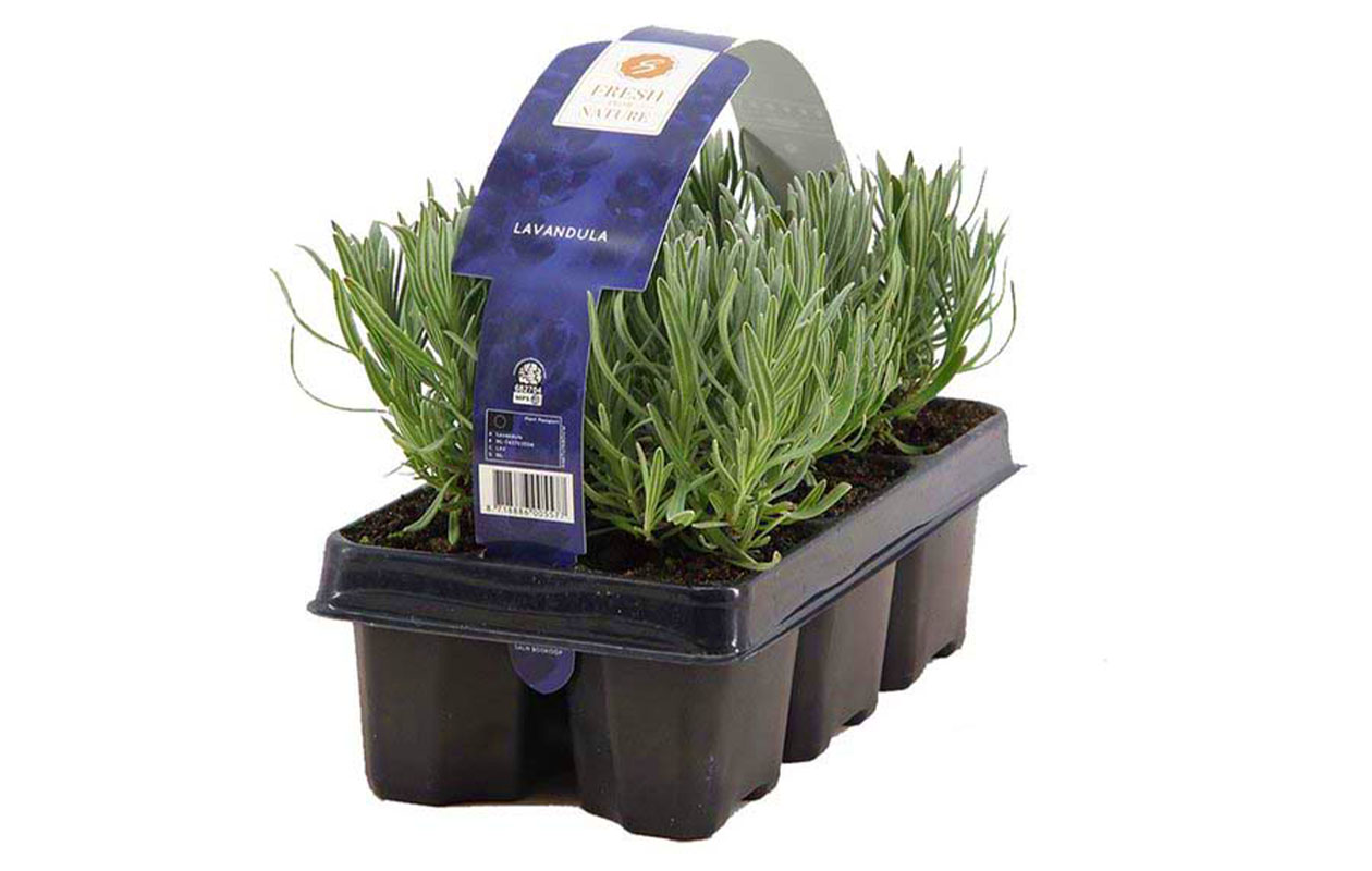 Set van 6 winterharde lavendel planten