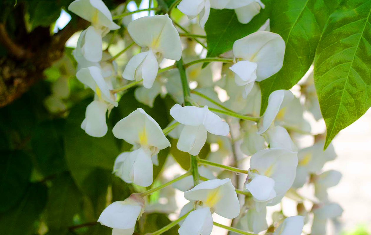 Wisteria Witte Regen Klimplant (60-70 cm)