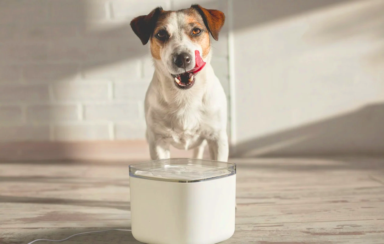 Venecon Goods drinkfontein kat en hond