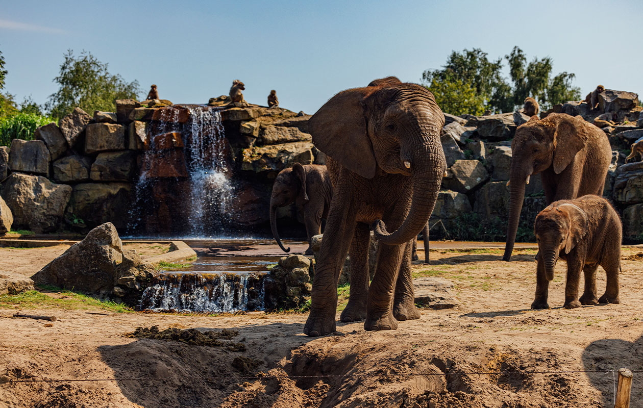 Verblijf een midweek in een Forest Cabin (5p.) 