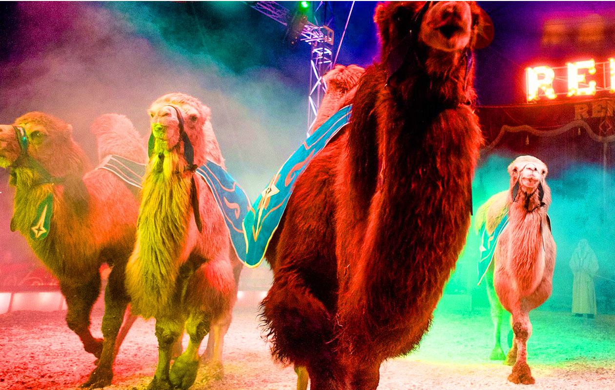 Ticket Kerstcircus Renz Berlin. Groningen (2p.)