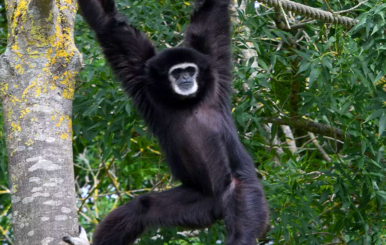 Ticket Mondo Verde + all you can eat (2p.)