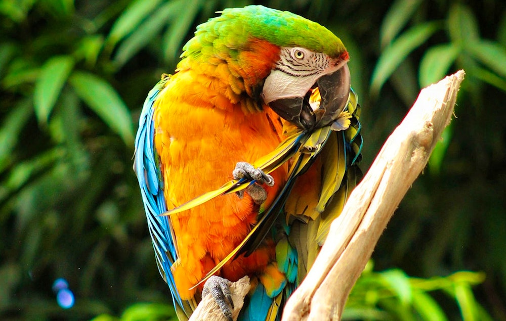 Ticket Mondo Verde + all you can eat (2p.)