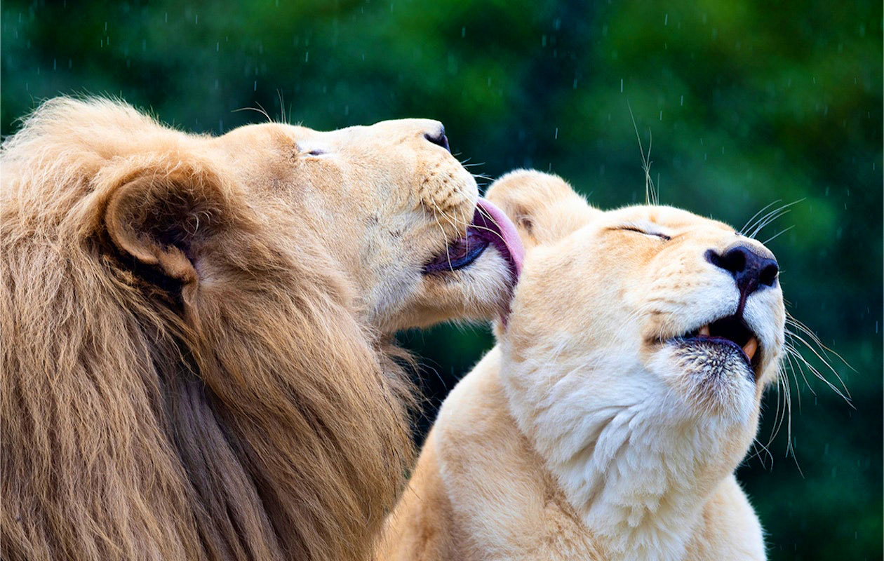 Ticket Mondo Verde + all you can eat (2p.)