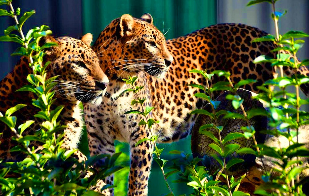 Ticket Mondo Verde + all you can eat (2p.)