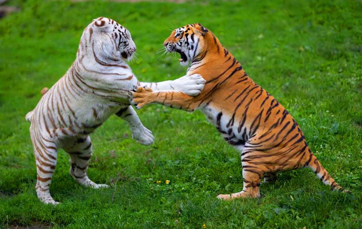 Ticket Mondo Verde + all you can eat (2p.)