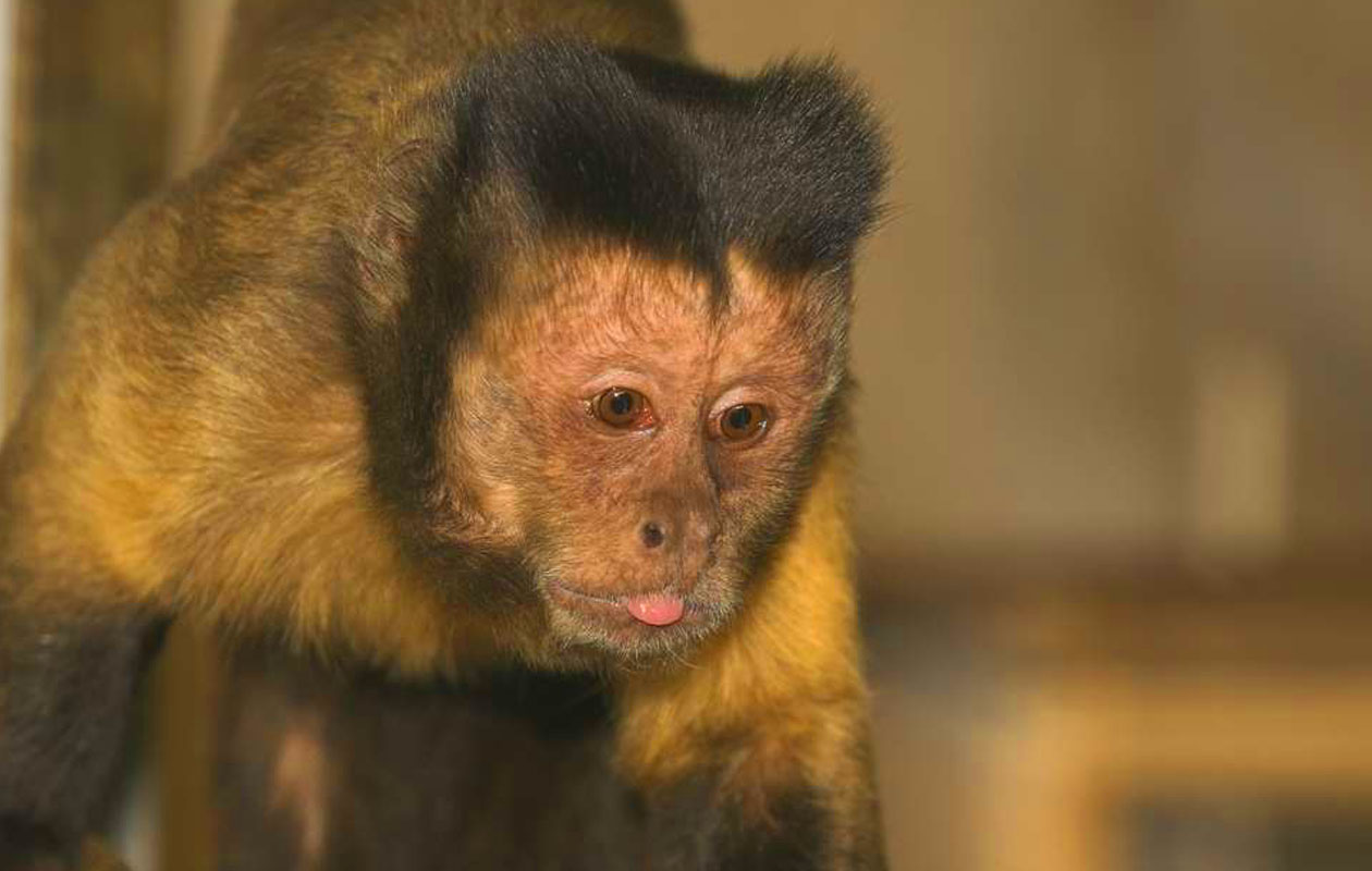 Ticket Mondo Verde + all you can eat (2p.)